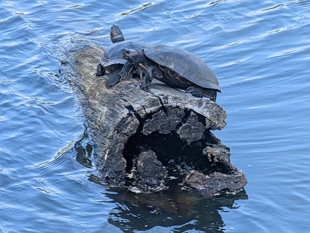 Sunbathing on a Warm Spring Day