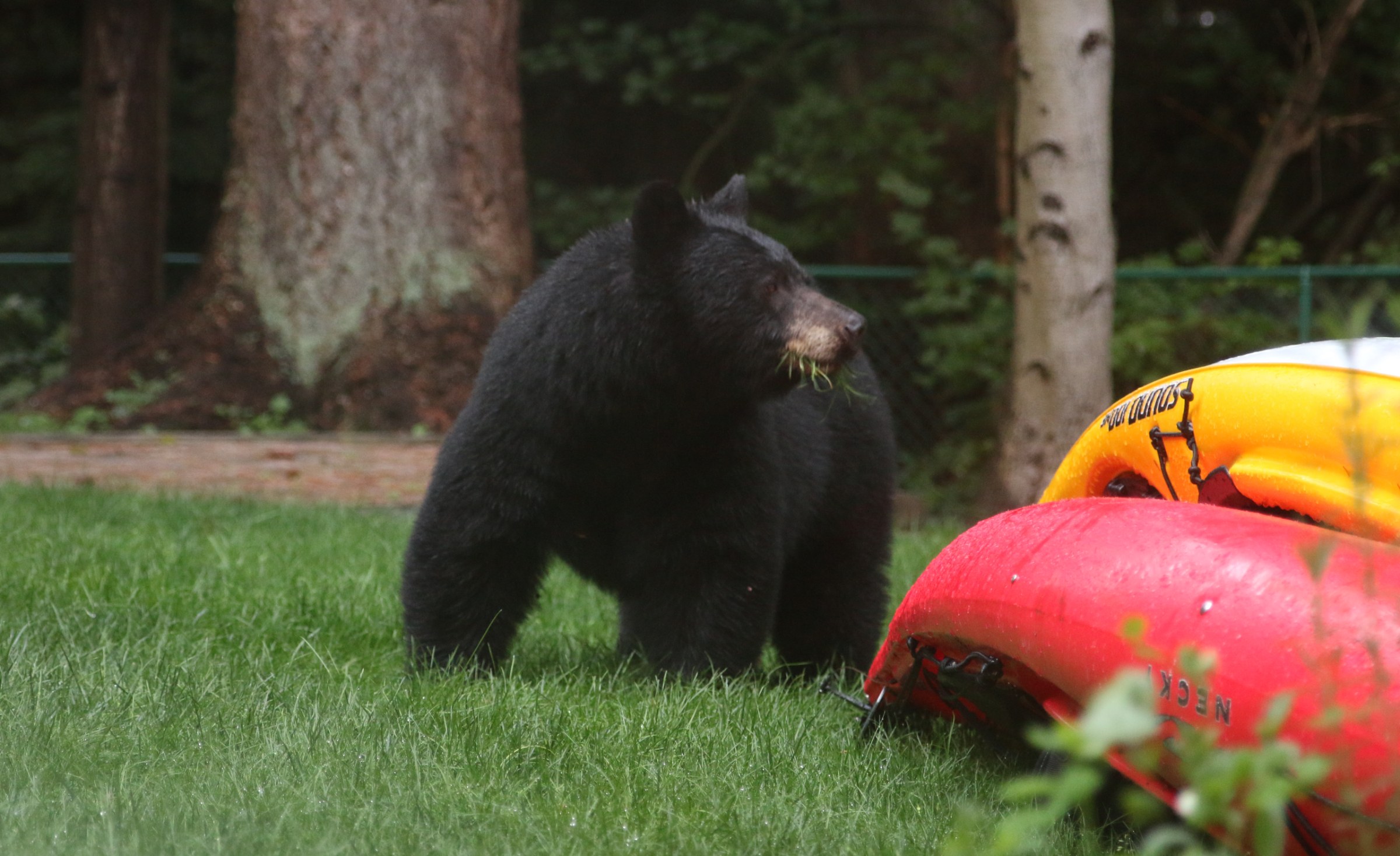 Grazing in a backyard