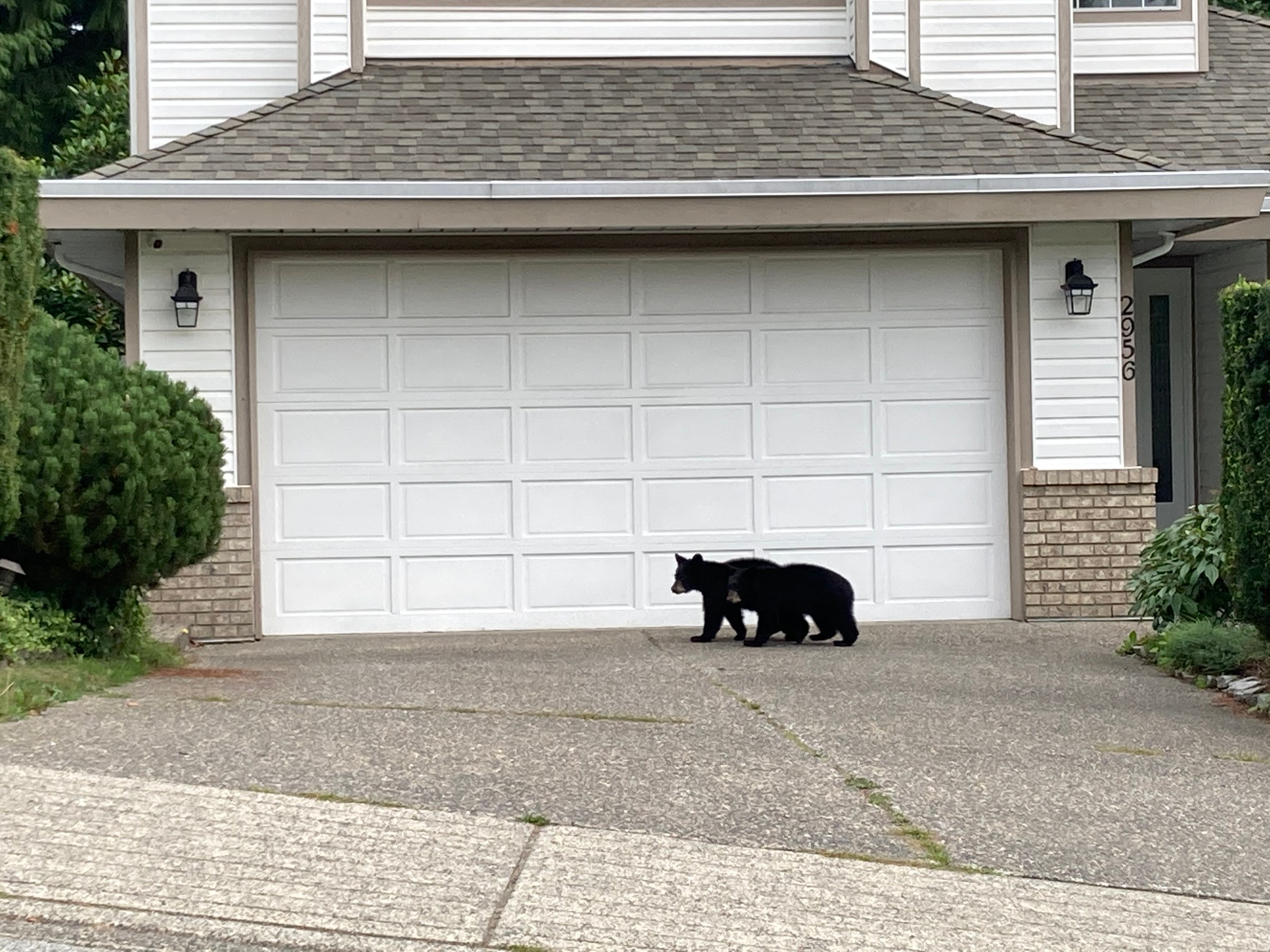 Bear cubs in front of a residence