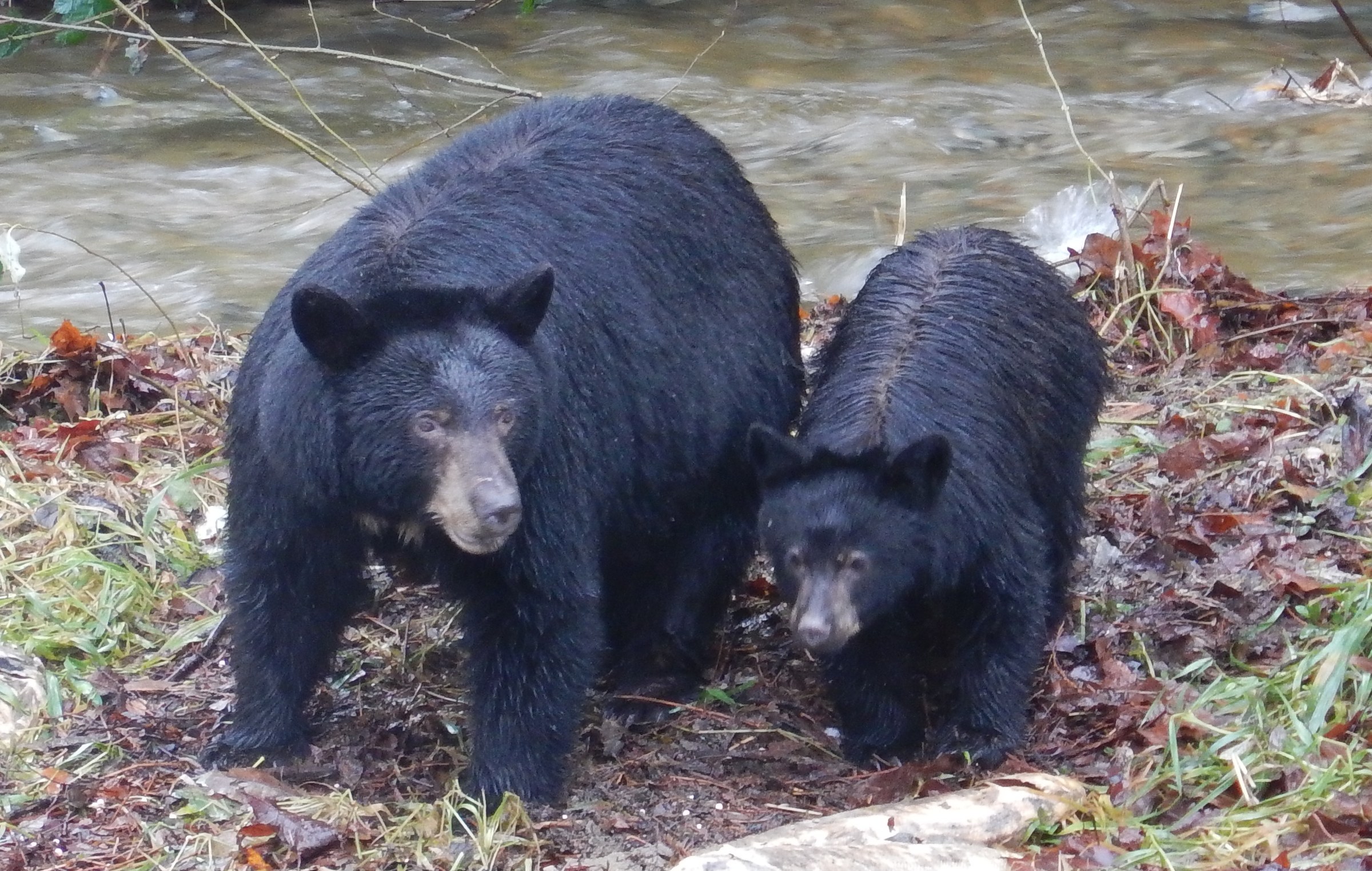 Bears feeding during salmon run