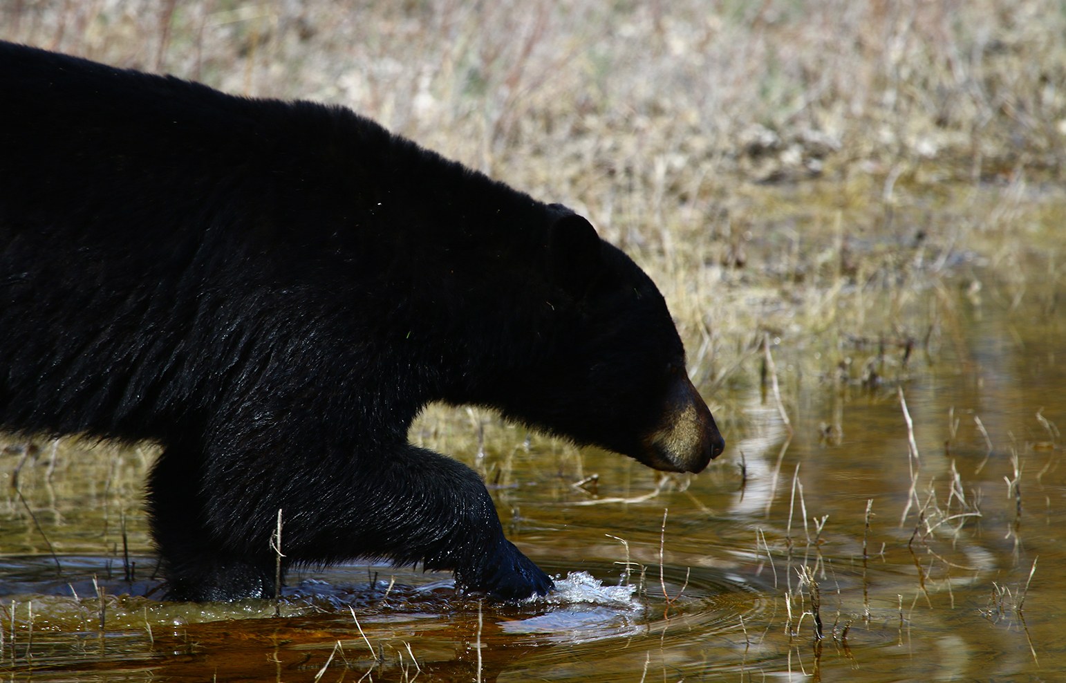 A bear pictured in Minnekada Provincial Park