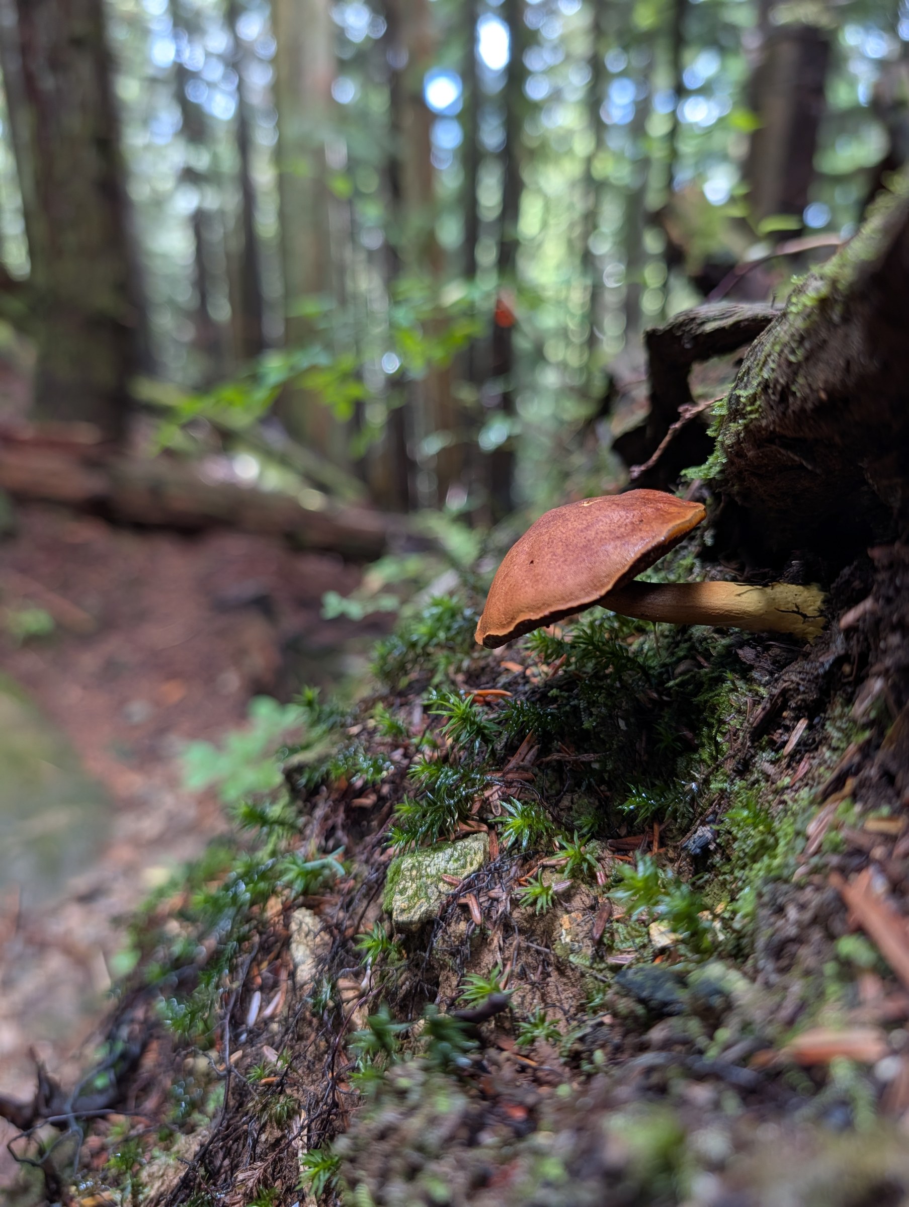 Mushrooms will inherit the earth